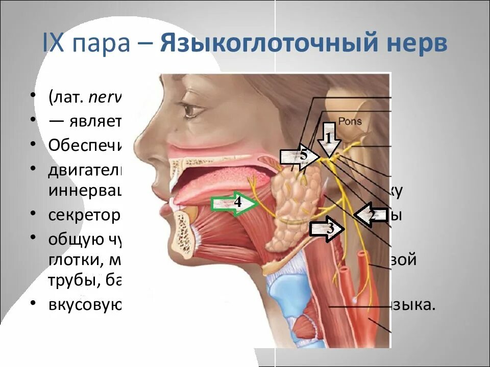 Сколько живет нерв. Миндаликовая ветвь языкоглоточного нерва. Языкоглоточный нерв (IX). Языкоглоточного нерва иннервирует. IX пара, языкоглоточный нерв.