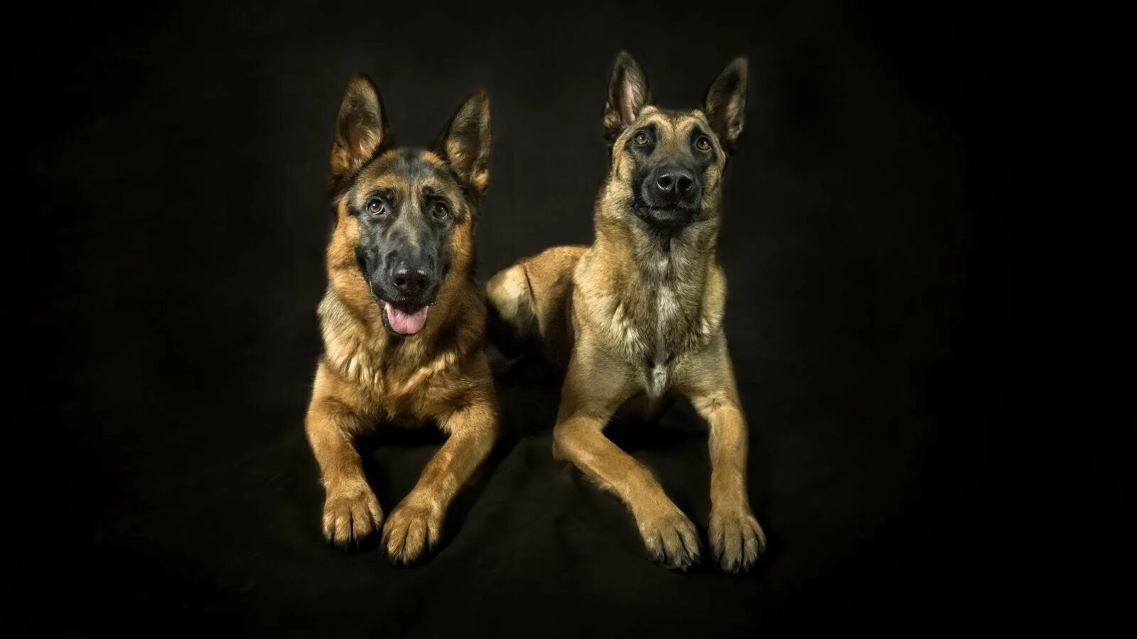 "German Shepherd Dog" Зображення - огляд 101,675 Стокові фото, векторні зображен