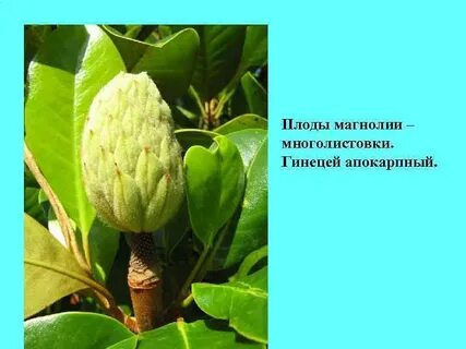 Магнолиевые не самая примитивная группа цветковых