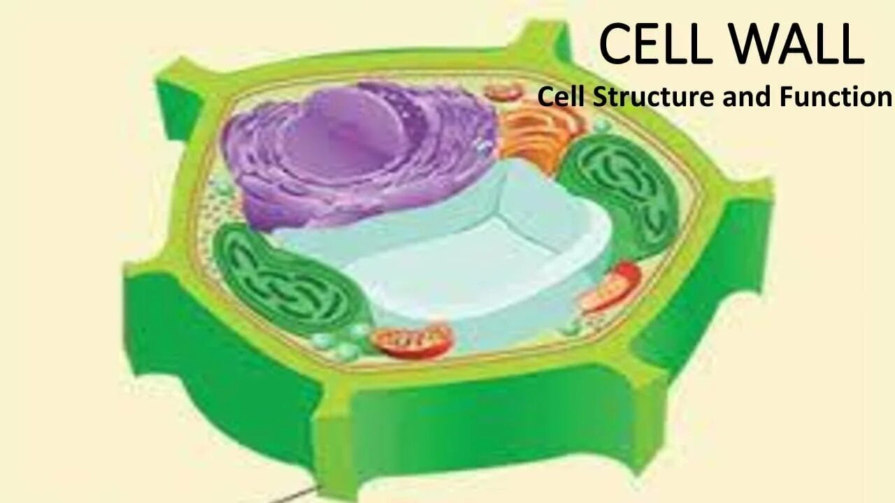 Cell membrane and Cell Wall in Plant Cell. Клеточная стенка. Стенка клетки растений. Целлюлозная клеточная стенка. Стенка растительной клетки содержит
