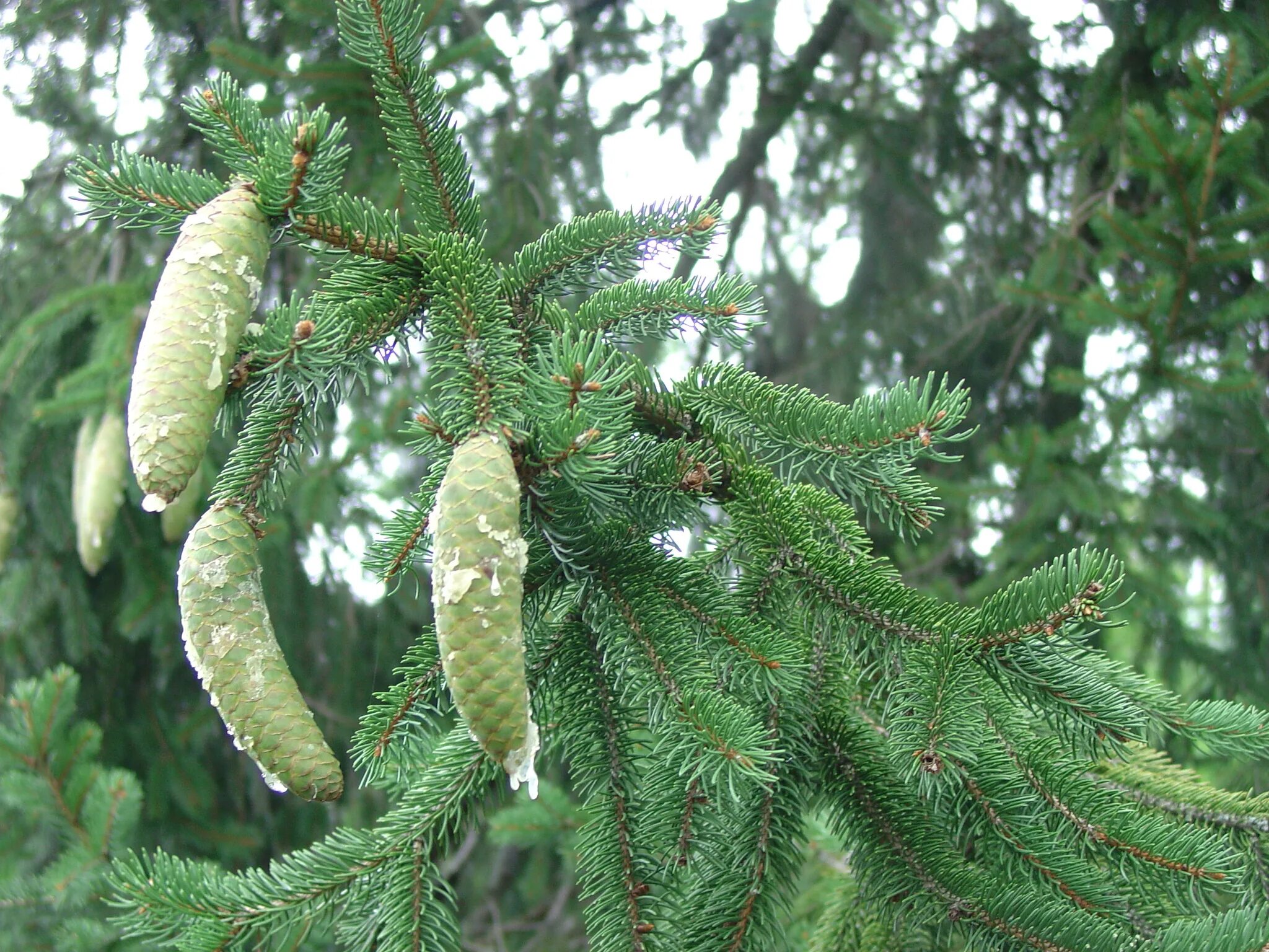 Ель европейская. Ель европейская Picea Abies. Ель обыкновенная (европейская) – Picea Abies. Picea Abies tabuliformis. Picea Abies шишки.