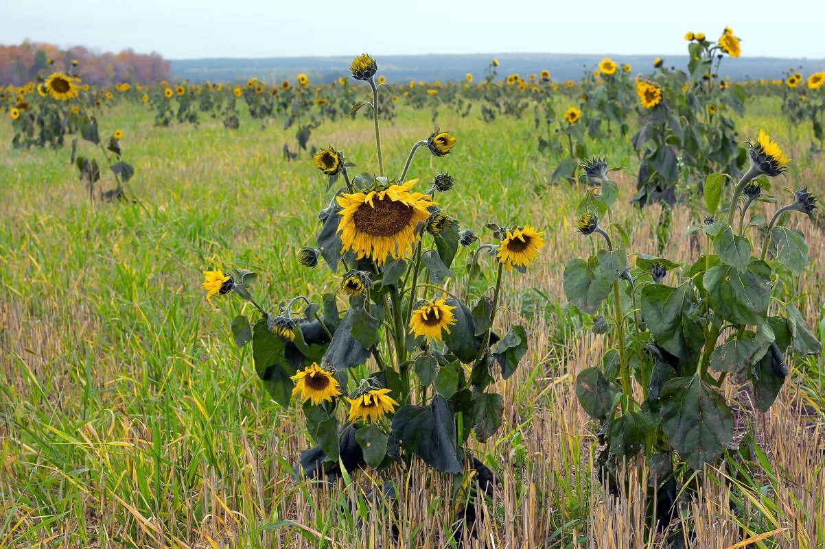 подсолнуховое поле в калининграде. подсолнух кримсон. подсолнуховое поле в беларуси. тамбов поля подсолнухов. мед подсолнух сафлор.