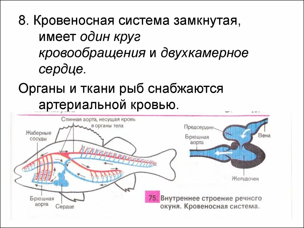 Кровеносная система система рыб. Кровеносная система рыб схема круги кровообращения. У рыб 1 круг кровообращения. Один круг кровообращения и двухкамерное сердце имеют Тритон. У каких хордовых двухкамерное сердце