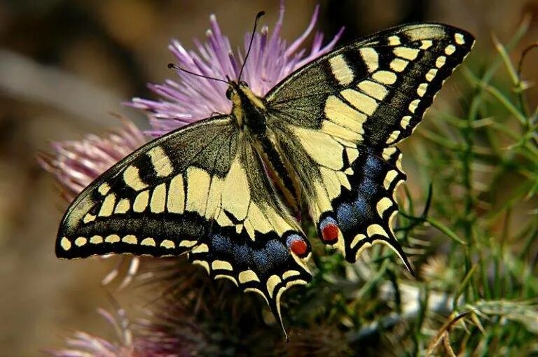 Как называется где бабочки. Махаон (бабочка). Махаон (Papilio Machaon). Бабочка Махаон обыкновенный. Мадагаскарская бабочка Махаон.