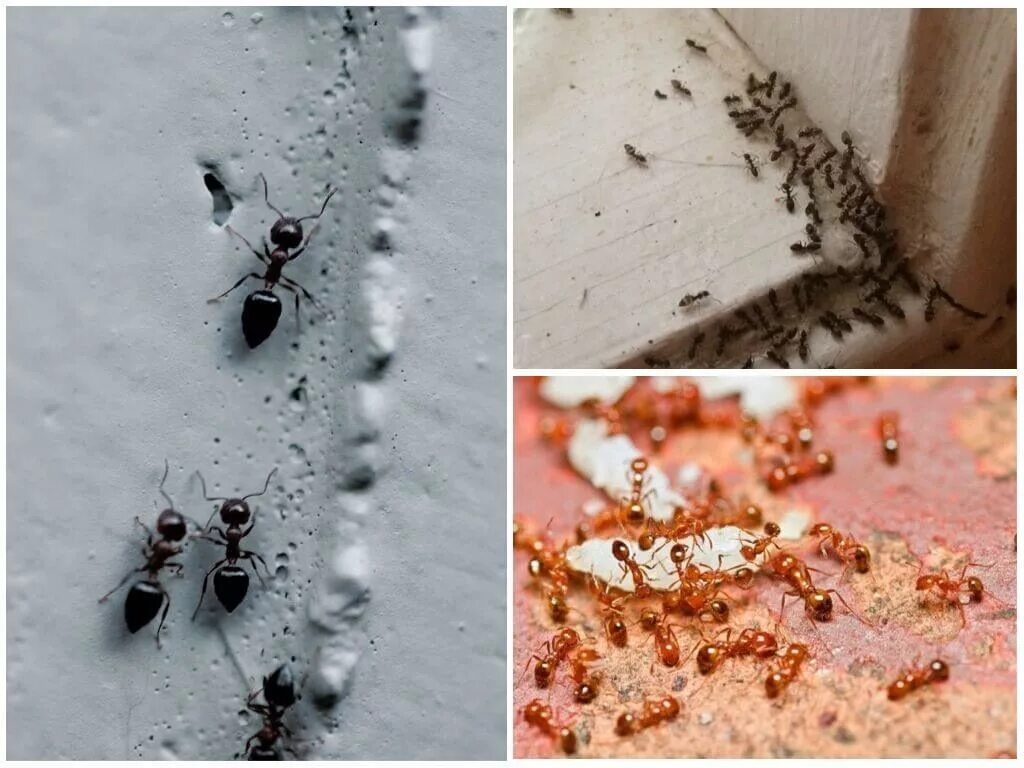 Мелкие муравьи в доме как избавиться