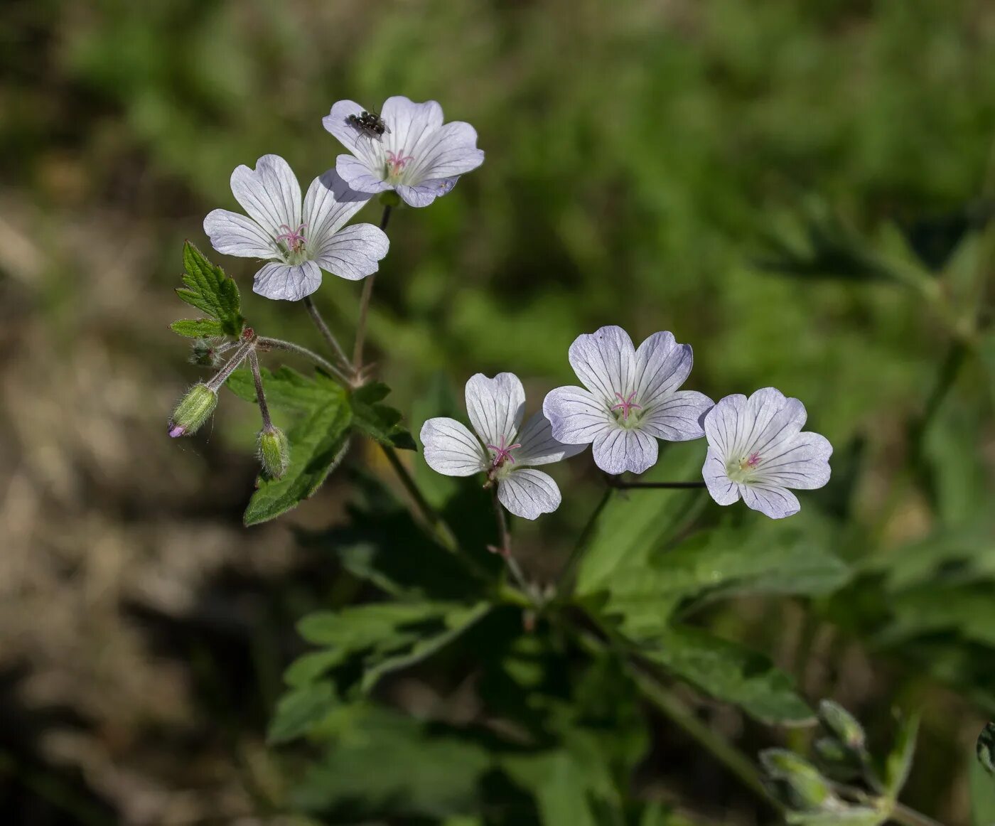 Герань вещество. Герань Сибирская. Герань Сибирская (Geranium sibiricum l.). Герань холмовая. Герань оксфордская thurstonianum.