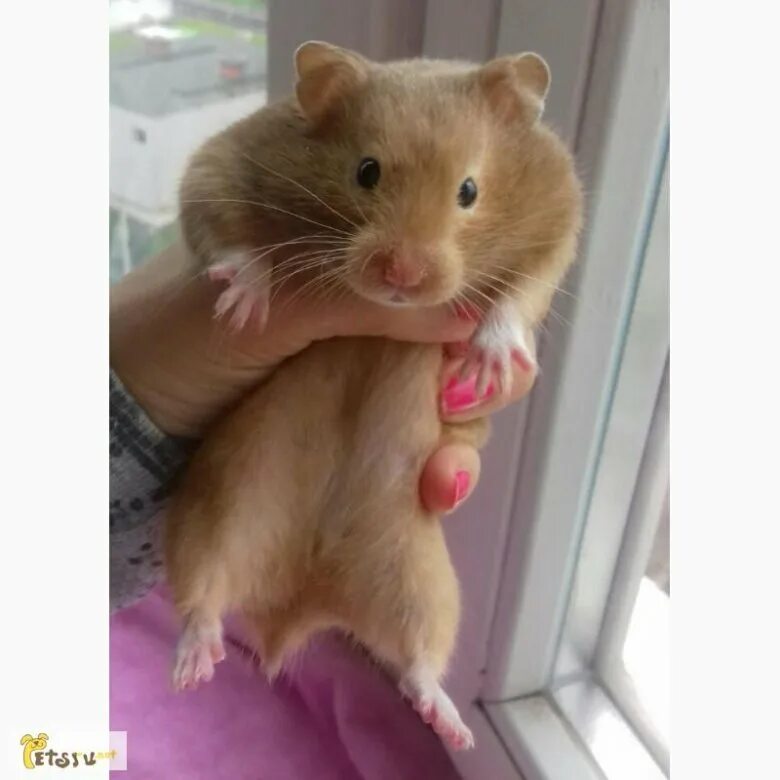 хомяк сирийский. хомяк домашний джунгарский. хомяк джунгарик. взрослый джунгарский хомяк. хомяк сирийский.