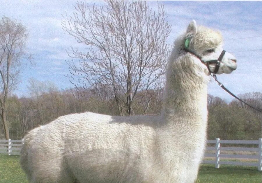 альпака в верхотурье. альпаки покровский женский монастырь. альпака хан. верхотурье альпака. альпака, вид ламы.