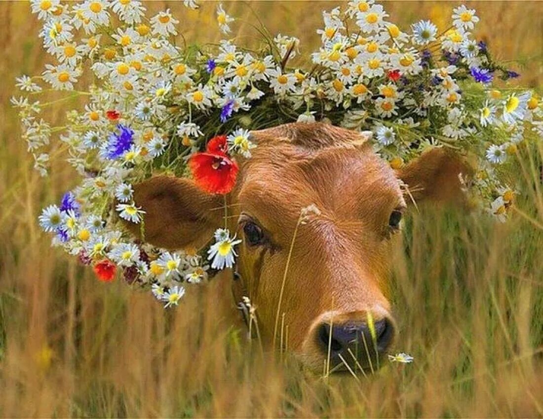 Глаза коровки. Красивая корова. Коровы на лугу. Коровки на лугу. Корова с венком на голове.