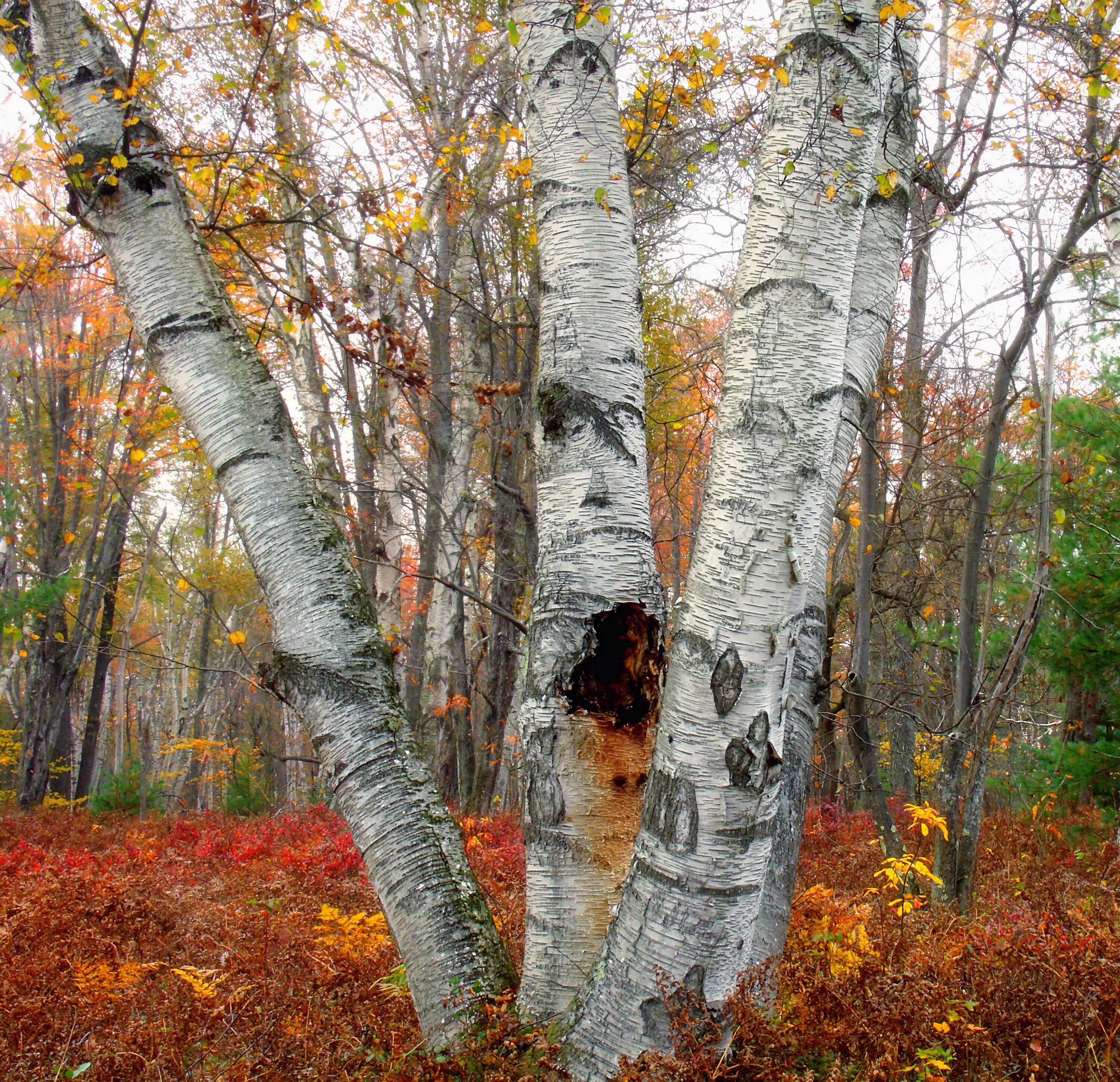 У березы есть цветки. Берёза Эрмана. Betula papyrifera. Осенняя береза. Береза осень.