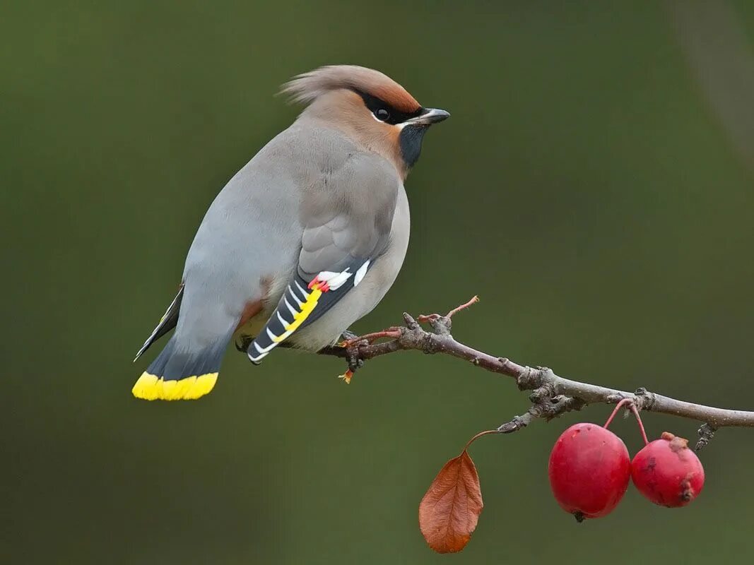 Птица с хохлом. Свиристель (Ampelis garrulus). Свиристель обыкновенный ‒ Bombycilla garrulus (l., 1758). Кедровый свиристель. Хохлатая свиристель.