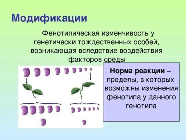 Изменяет фенотип в пределах нормы. Фенотипическая изменчивость норма реакции. фенотипическая изменчивость. фенотипическая изменчивость примеры. модификации норма реакции.