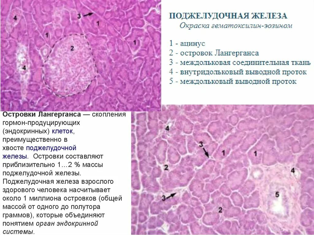 Эндокринные клетки островков лангерганса. Островки Лангерганса поджелудочной железы гистология. Островки Лангерганса поджелудочной железы препараты. Поджелудочная железа гистология. Панкреатические островки поджелудочной железы гистология.