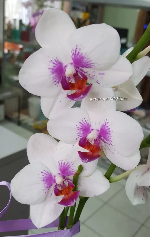 ID 017 - Phal Hybrid - OBI Jan 2018 Orchids, Flowers, Rose