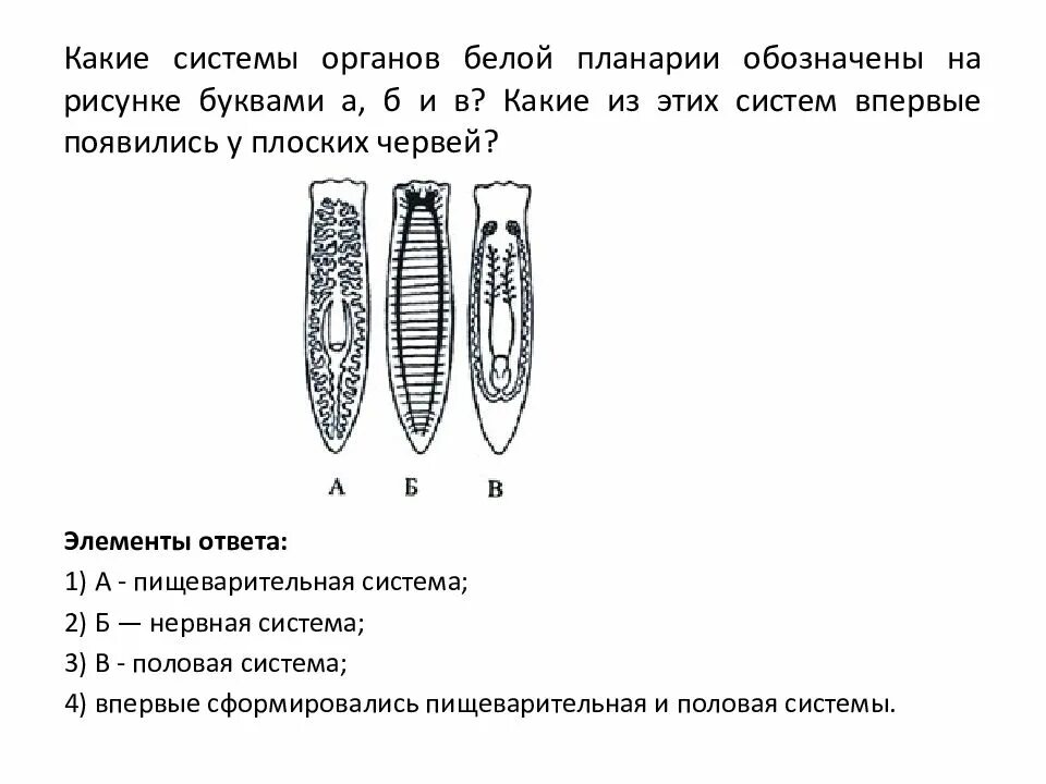 Какая часть белой планарии выполняет двигательную функцию. Плоские черви строение ЕГЭ. Пищеварительная система плоских червей схема. Плоские черви системы органов. Системы органов белой планарии ЕГЭ.