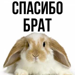 Спасибо братик