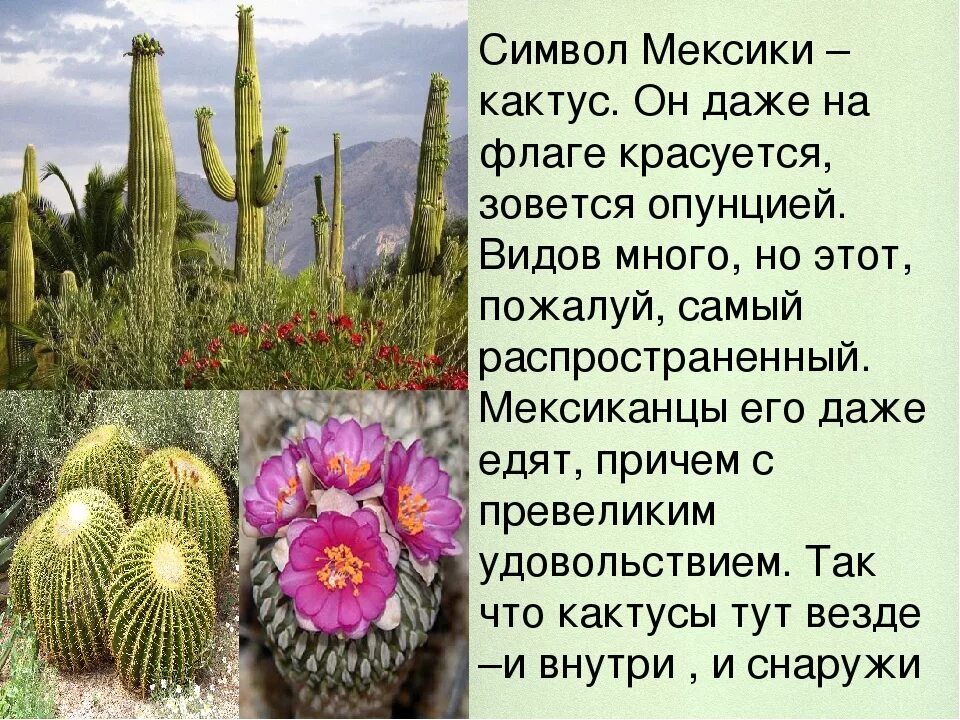 Кактус в какой природной зоне. Кактусы эндемики Мексики. Интересное о кактусах для детей. Презентация на тему Кактус. Интересные факты о кактусах для детей.