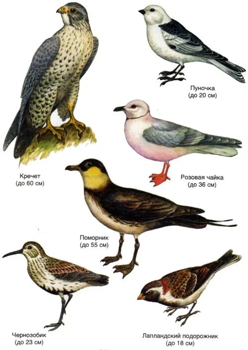 птицы таежных лесов. лесные птицы названия. глухарь клест кедровка. глухарь рябчик тетерев кедровка. птицы обитающие в тайге.