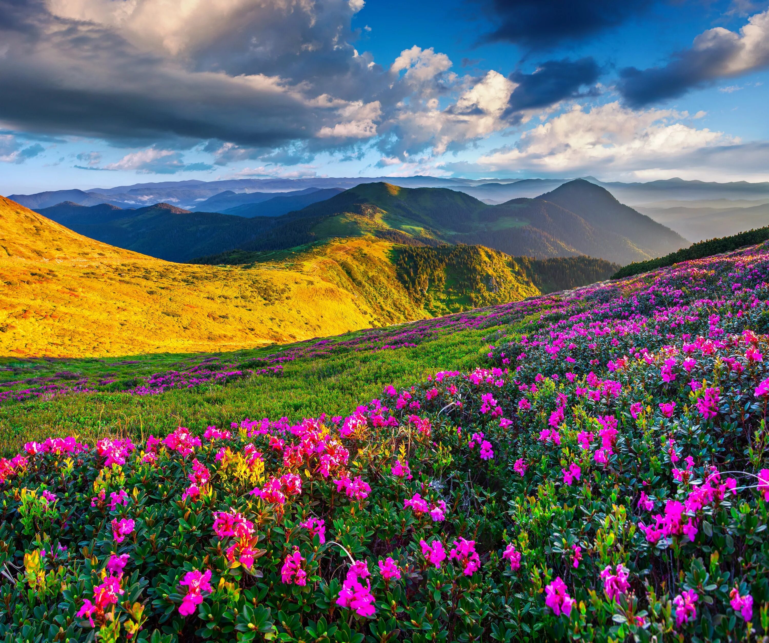 Nature is beauty. Альпийские Луга Франции. Швеция Альпийские Луга. Альпийские Луга Испании. Цветущая Долина горный Алтай.