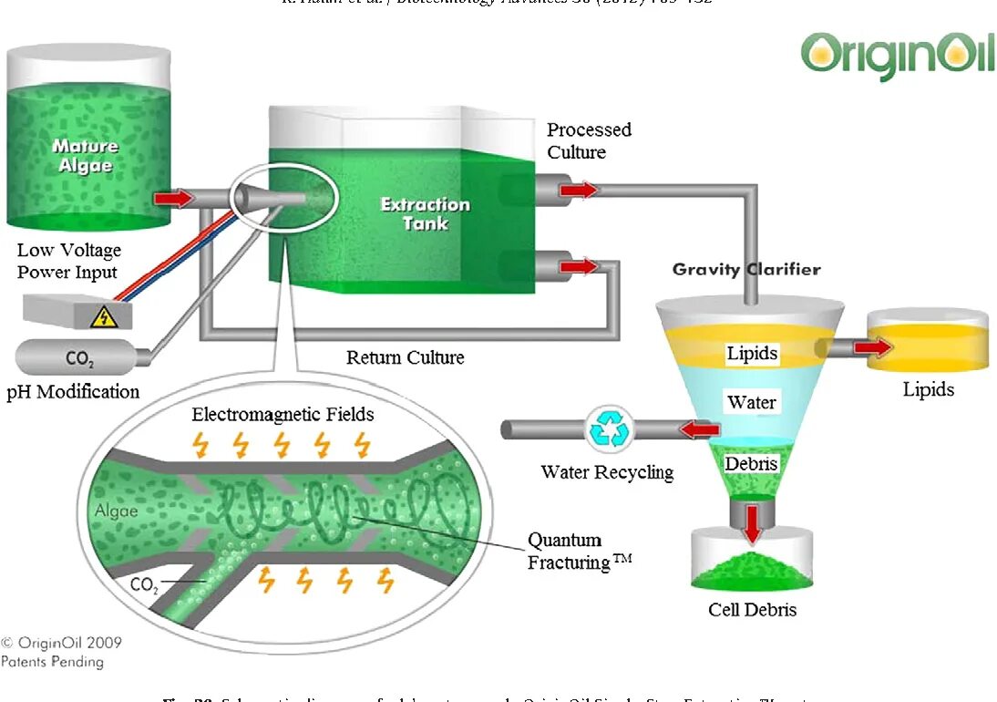 Схема технологического производства биодизеля из водорослей. Биодизель из водорослей схема. Схема производства биодизеля. Биодизель из водорослей схема производства.