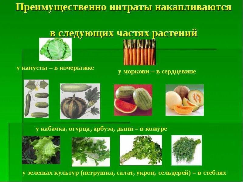 Нитраты какие. Нитраты в растениях. распределение нитратов в овощах. влияние нитратов на растения. где накапливаются нитраты.