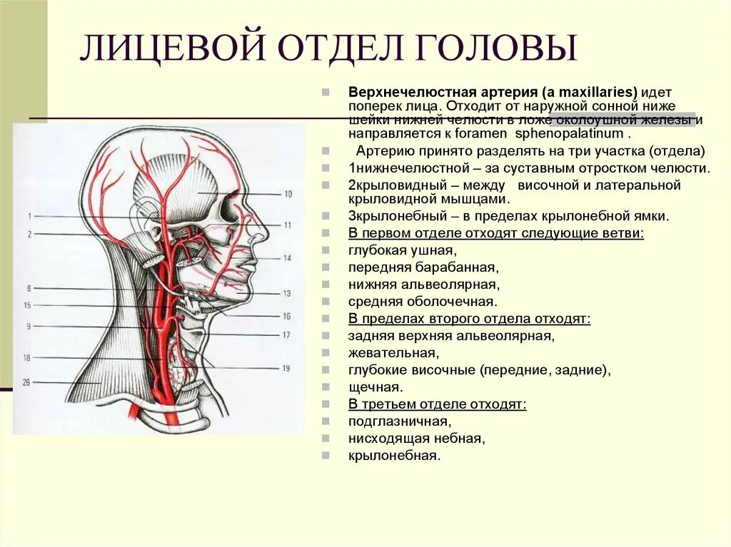 Наружная сонная артерия где. Кожу и мышцы головы кровоснабжают артерии. Артерии и вены лицевого отдела головы. Наружная Сонная артерия анатомия ветви. Кровоснабжение лицевого отдела черепа.