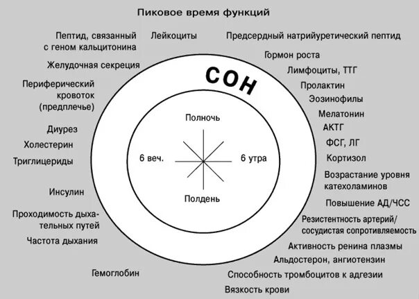 Время отдыха организма. Биологические часы. Биологические часы организма. Биологические часы организма человека по часам. Биологические часы растений.