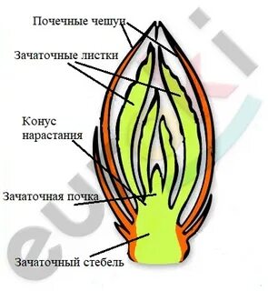 Побег и почки биология 6 класс пасечник