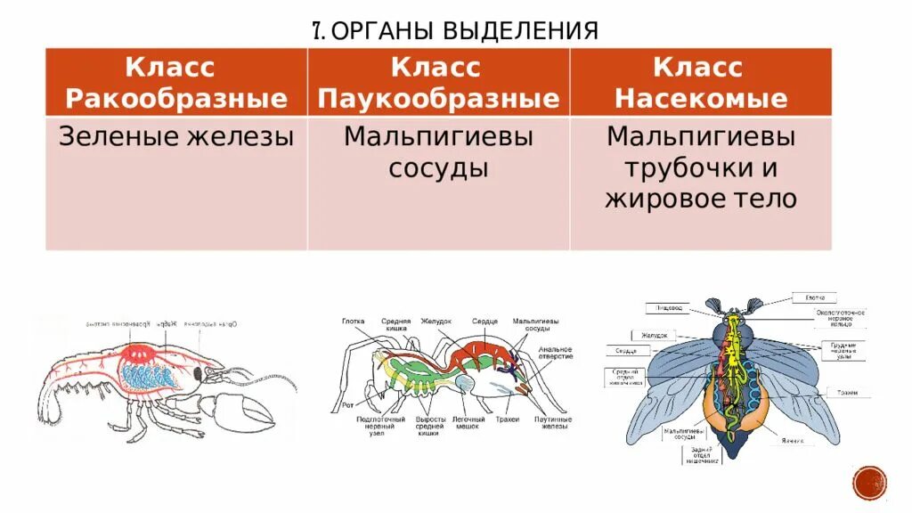 Выделительная система разных животных. Выделительная система у ракообразных паукообразных и насекомых. зелёные железы у ракообразных. органов выделения по классам членистоногих. какие органы выделения встречаются у членистоногих.