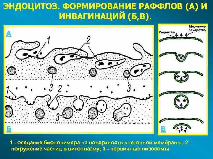 Эндоцитоз. Эндоцитоз гистология. Плазматическая мембрана эндоцитоз. Эндоцитоз схема.