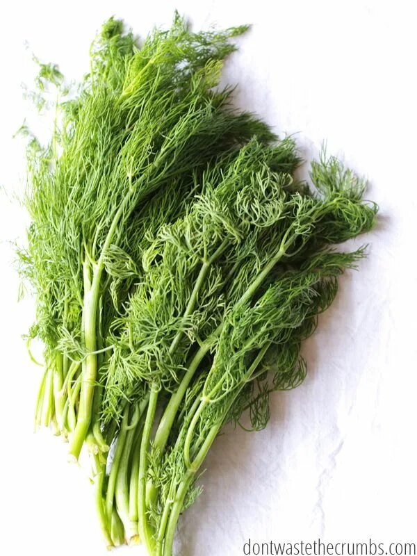 Dill перевод. Укроп. Dried Dill. Fresh Dill.