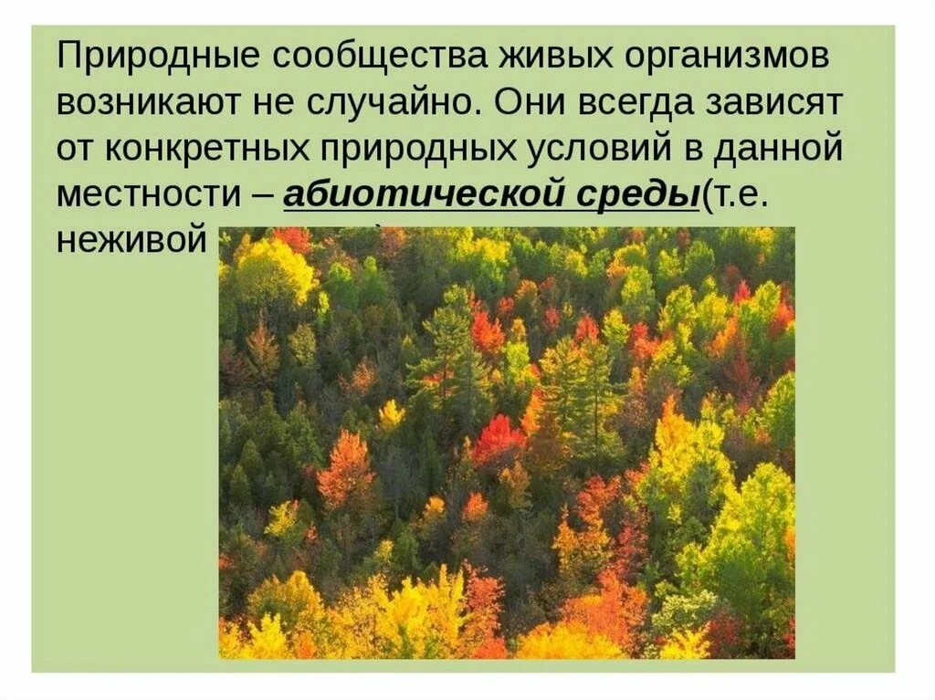 Биология 5 класс сообщества создаваемые человеком. Природные сообщества. Понятие о природном сообществе. Презентация на темупродные сообщества. Презентация на тему природные сообщества.