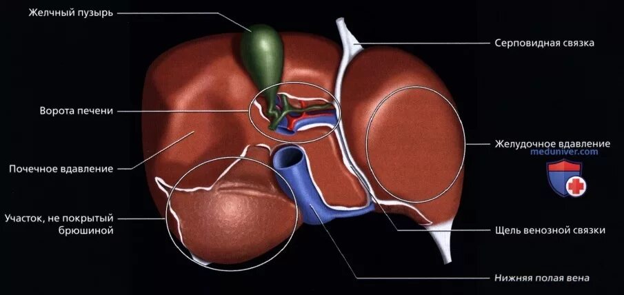 Образование в воротах печени. Анатомия ворот печени. Анатомические образования в воротах печени. Ворота печени располагаются. Ворота печени строение.