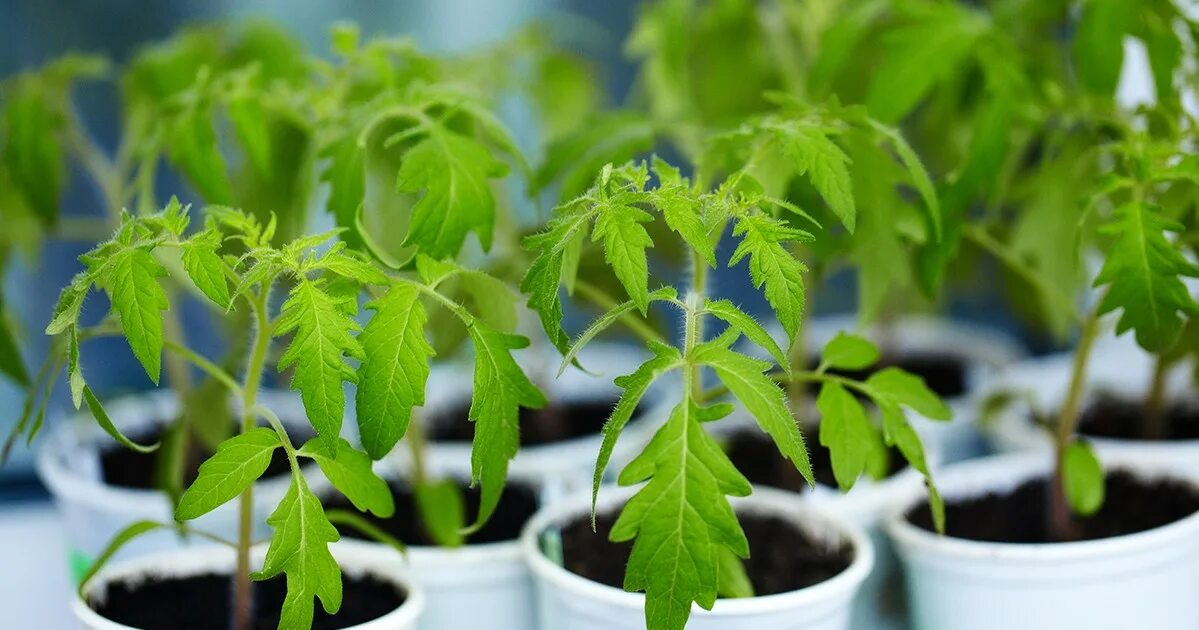 Tomato seedlings. Болезни рассады Томато. Рассада томатов. Болезни сеянцев рассады томатов.