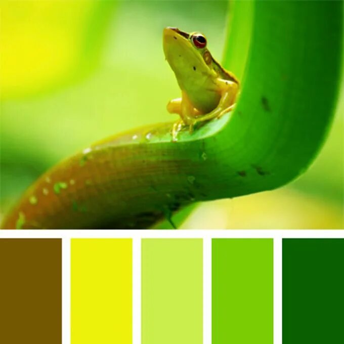 Желтоватый оттенок зеленого цвета. Цветовые сочетания с зеленым. Желто-зеленый цвет. Сочетание желтого и зеленого цвета. Цветовая палитра зеленого цвета.