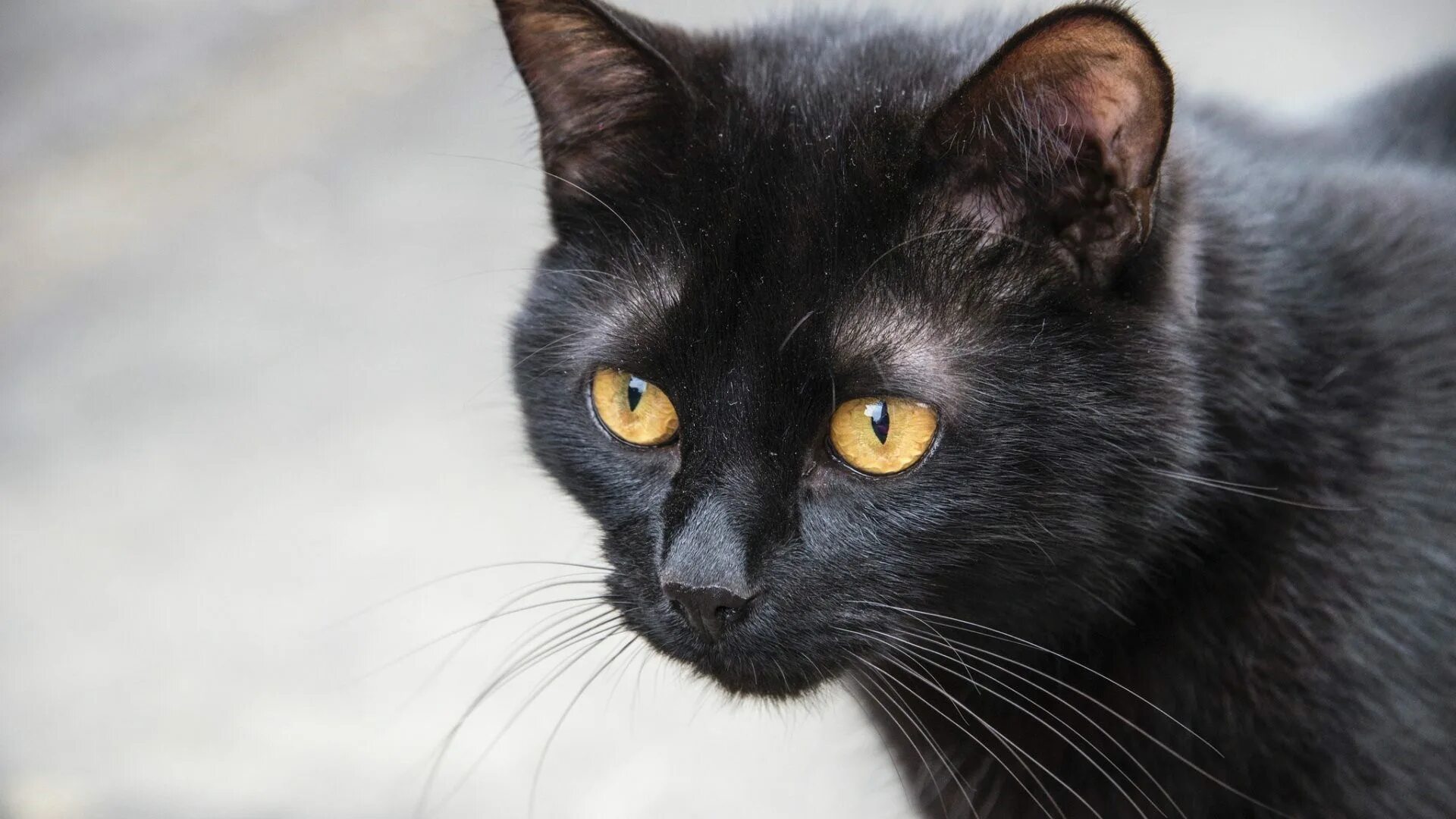 Бомбейская кошка. Бомбейская черная кошка. Типаж черный кот. Порода кошек бомбейская кошка. Бомбейская кошка черно белая.