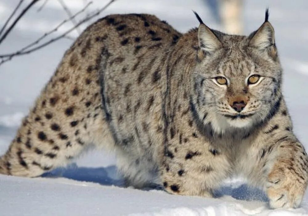 Рыси. Гималайская рысь. Европейская рысь красная книга. Обыкновенная рысь lynx lynx. Рысь европейская обыкновенная.