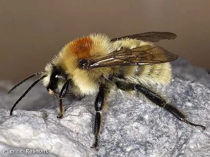 Шмель лезус (Bombus laesus)