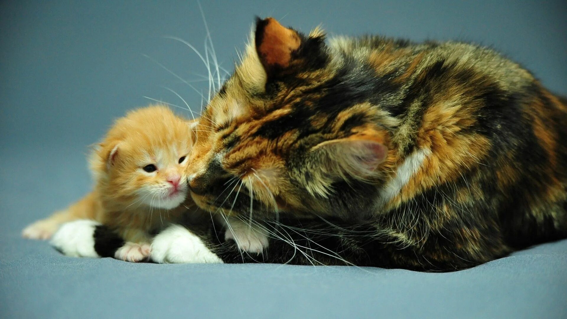 Caring cat