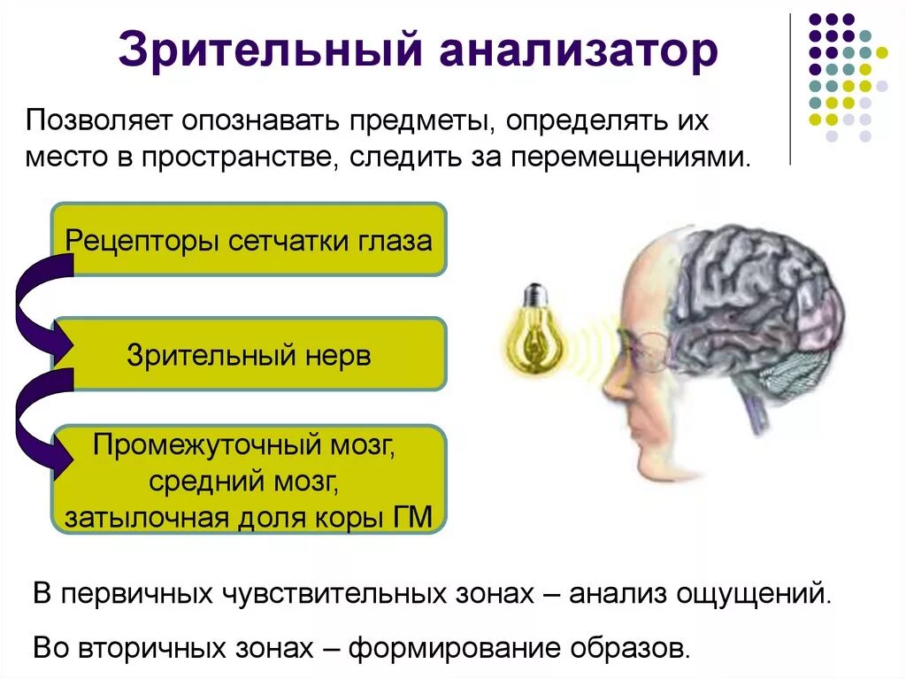 Зрительный анализатор в затылочной доле. Зрительный катализатор это. Анализаторы зрительный анализатор. Зрительный анализатор его отделы. Работа зрительного анализатора.