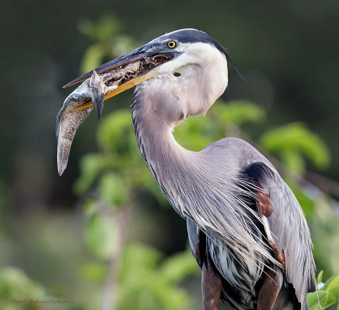 птицы питающиеся рыбой. птица с длинным носом. клюв цапли. цапля серая болотная. клюв цапли.