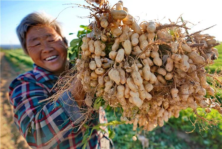 Arachis hypogaea, Peanut uploaded by @karmey