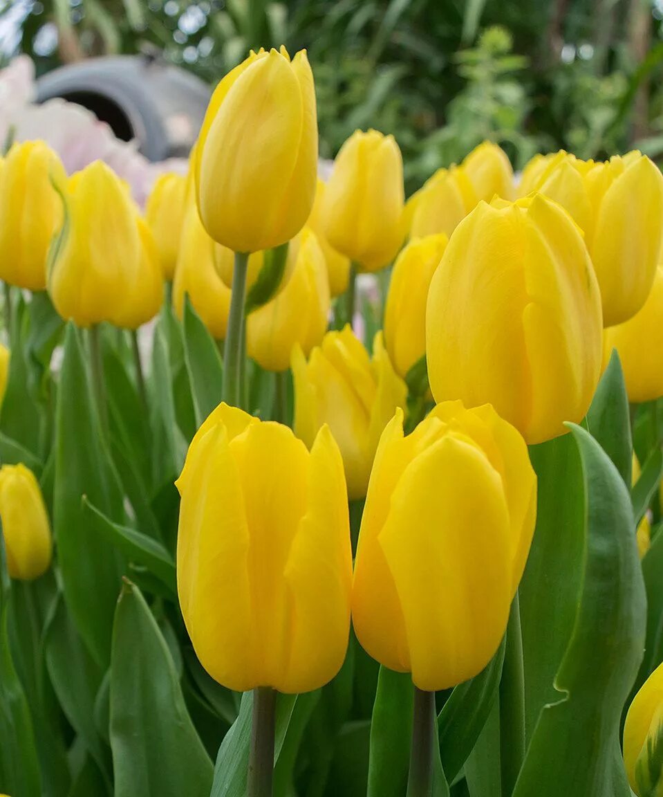 Тюльпан си стронг голл. Тулипа стронг лав тюльпаны. Тюльпаны стронг. Тюльпаны стронг фото. Тюльпан стронг файер.