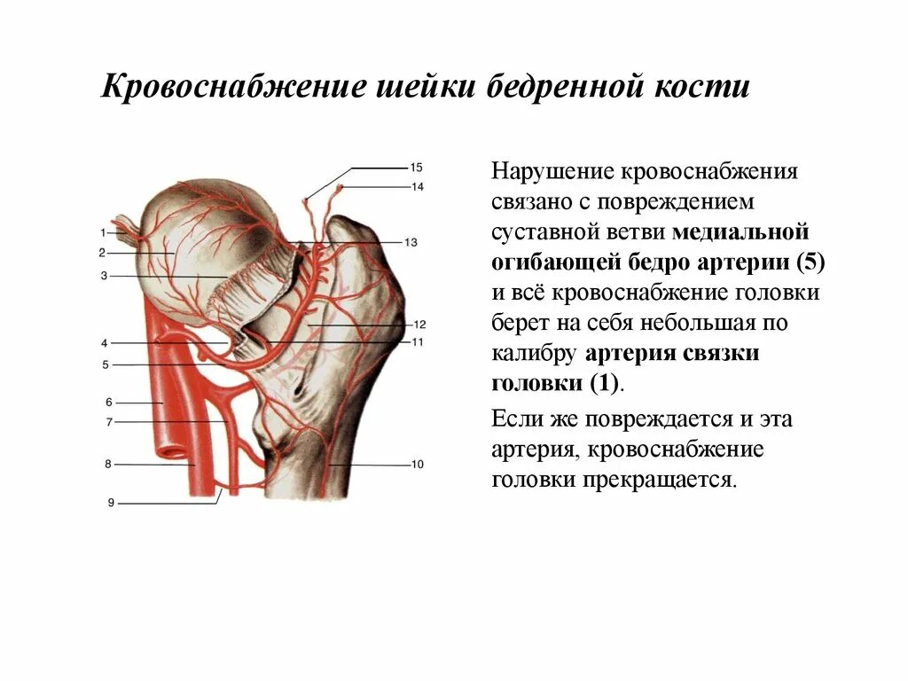 Сосуды тазобедренного сустава