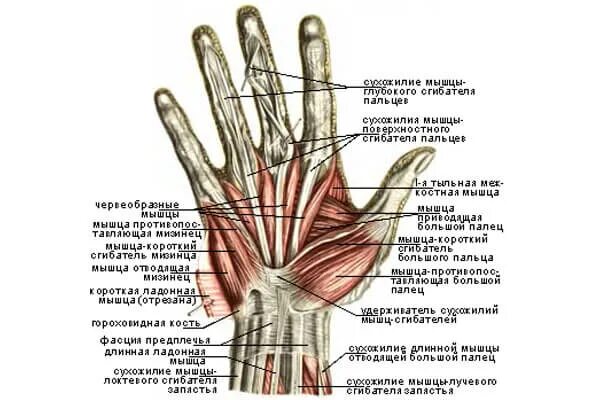 Строение мышц кисти руки человека. Кисть руки анатомия строение мышц. Мышцы кисти руки анатомия. Анатомия кисти человека мышцы и связки.