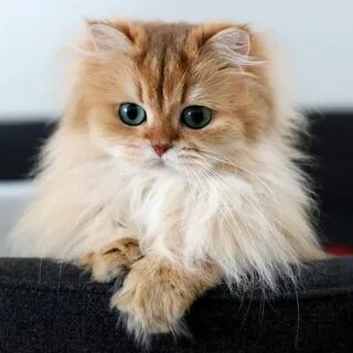 Пушистые котята породы