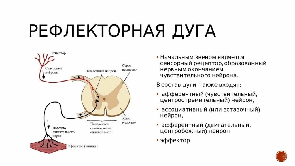 Путь передачи нервного импульса в мозг. Рефлекторная дуга безуслоаногорефлекса. Рефлекторная дуга безусловного рефлекса. Схема рефлекторной дуги безусловного рефлекса. Схема рефлекторной дуги с обратной связью.