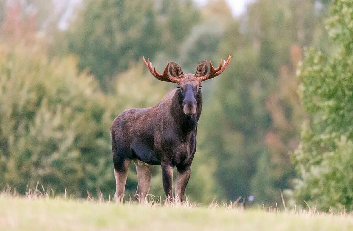 Уссурийский Лось. Европейский Лось. Европейский Лось alces alces. Сохатый Лось.