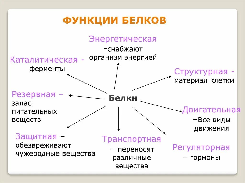 Функции белков схема. Структура и функции белков. Свойства белков.. Функции белков в организме человека схема. Строение структура функции и роль белков в организме.