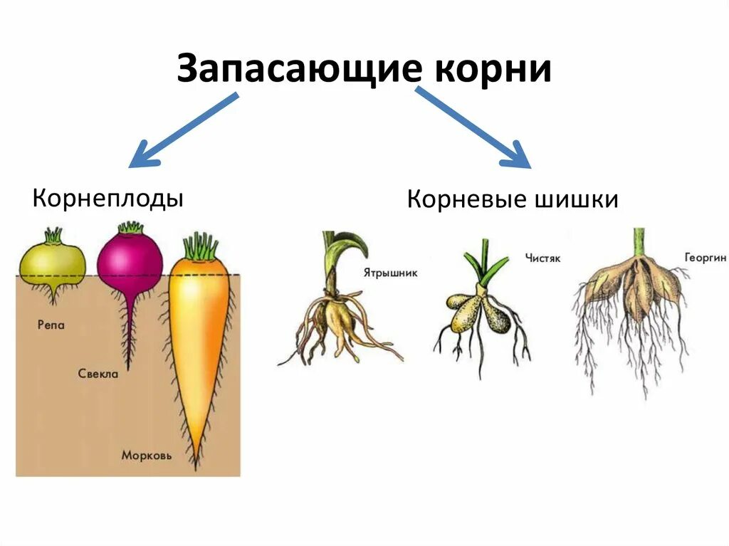 Корневой запас. Корневые клубеньки видоизменение. Видоизменения органов растений корень.